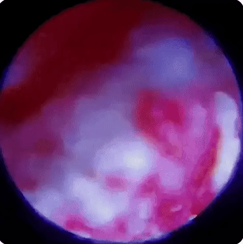 Kinder Microscope - Babyfirst24